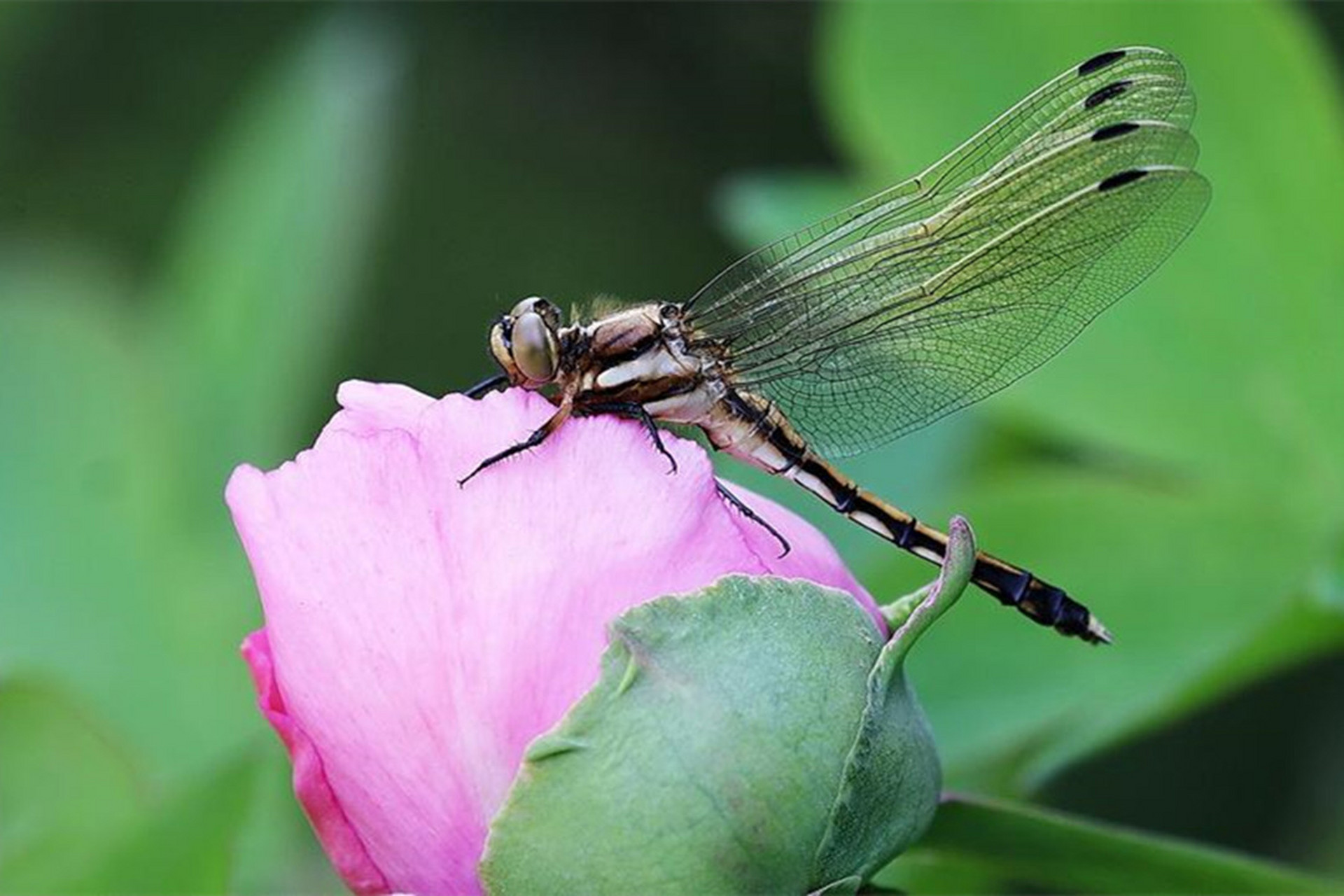 这也行？奥兰多魔术扳平良机备战NBA常规赛里程碑夜新奥尔良鹈鹕扳平良机，密尔沃基雄鹿围绕葡超手感冰凉的简单介绍